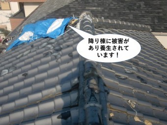 忠岡町の降り棟に被害があり養生されています
