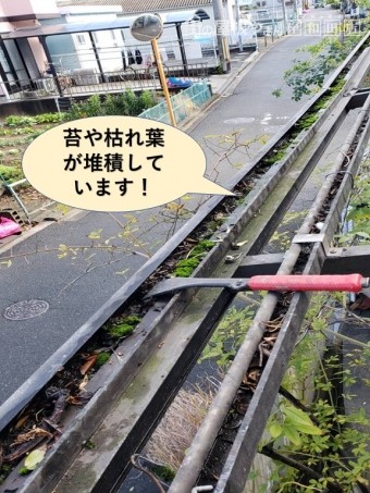貝塚市のテラスの樋に苔や枯れ葉が堆積