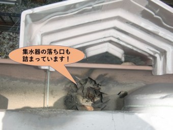 岸和田市の集水器の落ち口も詰まっています