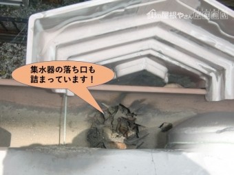 岸和田市の集水器の落ち口も詰まっています