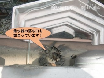 岸和田市の集水器の落ち口も詰まっています