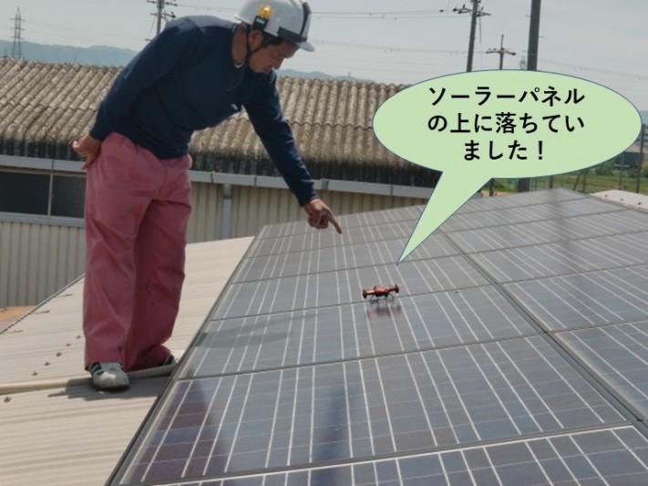 泉佐野市でソーラーパネルの上に落ちています!