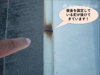 岸和田市の板金を固定している釘が抜けてきています