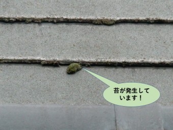 和泉市の苔が発生しています
