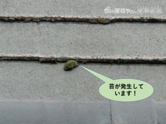 和泉市の苔が発生しています