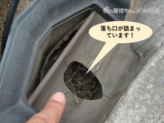 泉大津市の樋の落ち口が詰まっています
