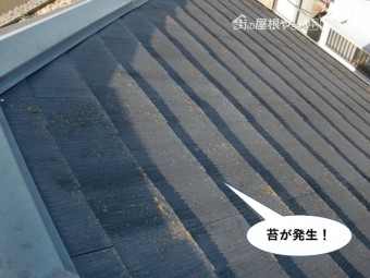泉大津市の屋根に苔が発生