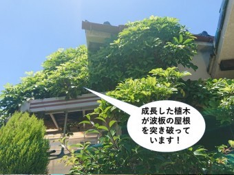 岸和田市の成長した植木が波板の屋根を突き破っています