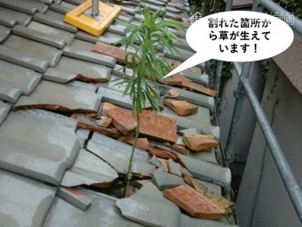 泉佐野市の割れた箇所から草が生えています