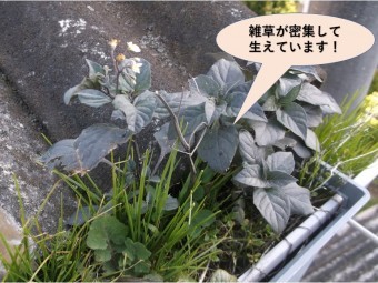 岸和田市の雨樋に雑草が密集して生えています!