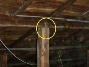 泉北郡忠岡町で鎹確認
