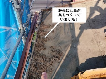 和泉市の屋根の軒先にも鳥が巣をつくっていました!