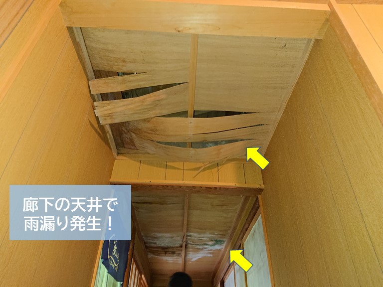 岸和田市の雨漏り修理で屋根に生えた雑草を除去して谷樋を掃除 岸和田 和泉市で屋根の補修 リフォームなら街の屋根やさん