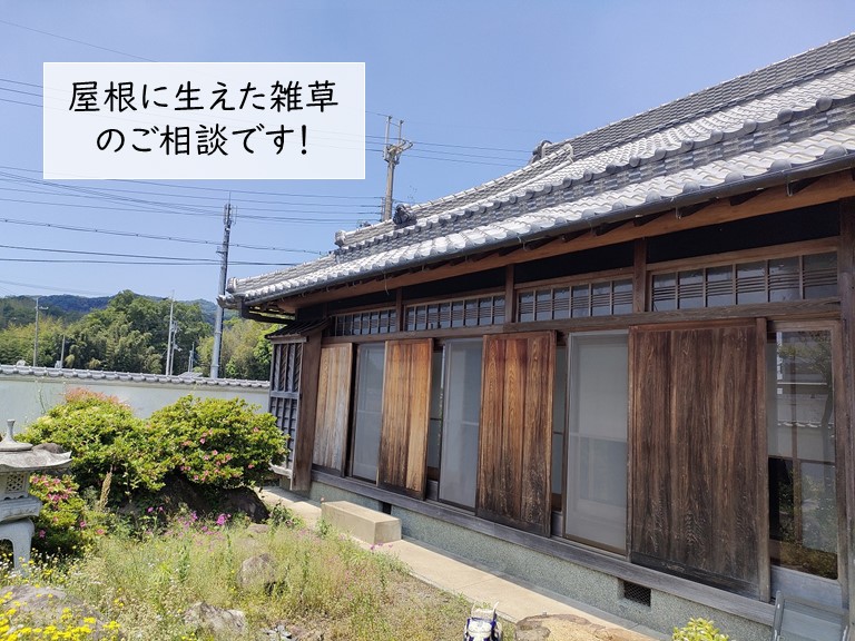 高石市の屋根に雑草が生えたというご相談です 岸和田 和泉市で屋根の補修 リフォームなら街の屋根やさん