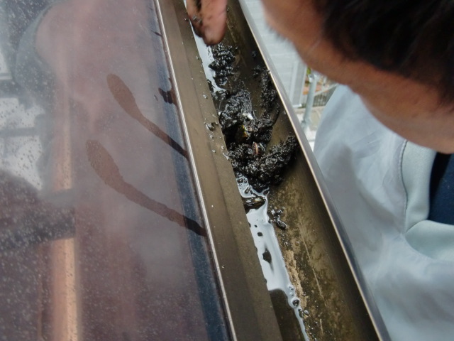 岸和田市尾生町のテラス屋根の雨樋清掃