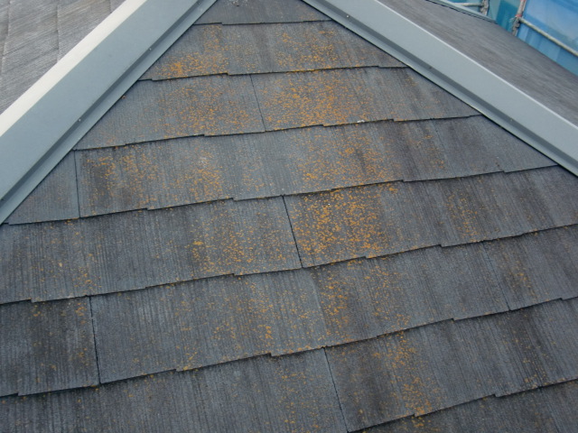 岸和田市尾生町の苔が生えた屋根洗浄