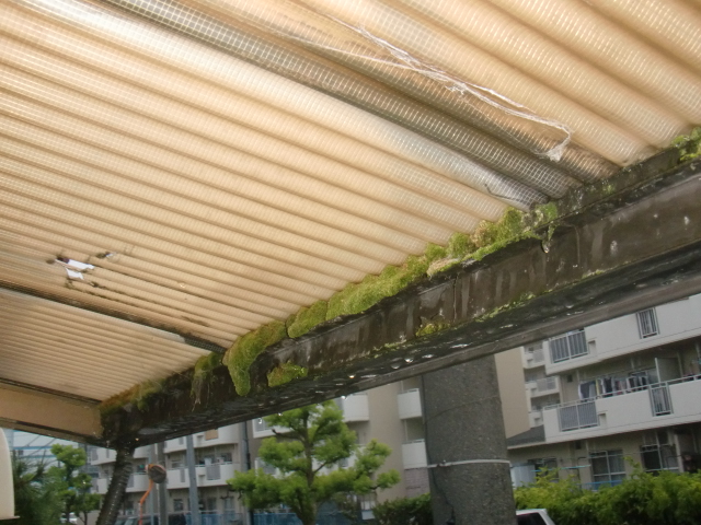 岸和田市春木の苔が生えた波板フレーム