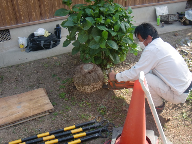 岸和田市土生町の屋根葺き替えに伴う植木なども撤去