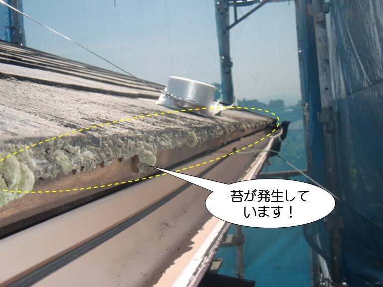 岸和田市摩湯町の屋根瓦に発生した苔
