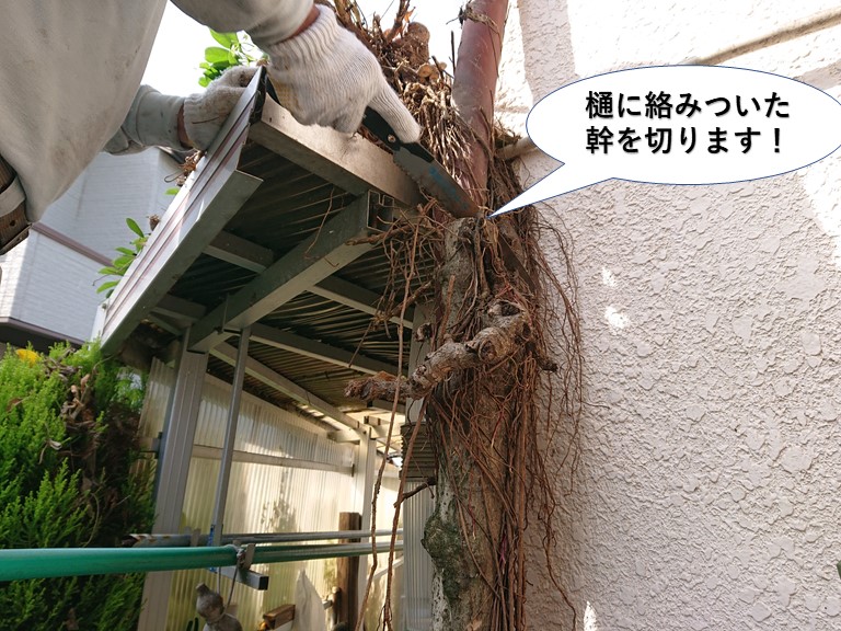 岸和田市の樋に絡みついた幹を切ります