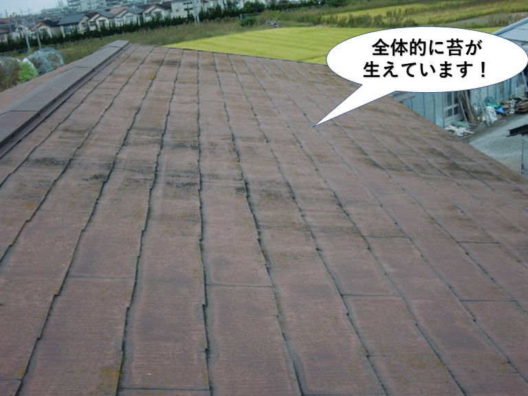 貝塚市の屋根に全体的に苔が生えています