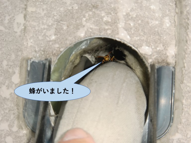 岸和田市の外壁の配管の穴の中にハチがいました！