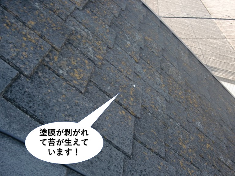 岸和田市の屋根の塗膜が剥がれて苔が生えています