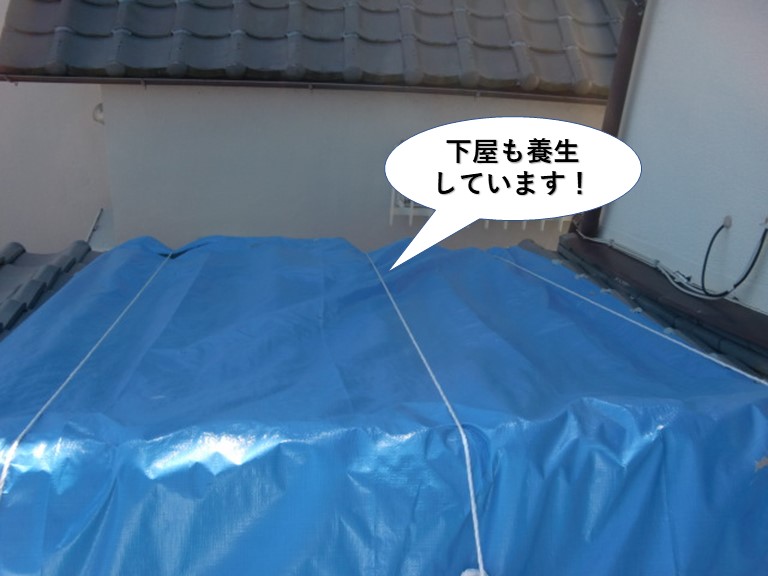 和泉市の下屋も養生しています