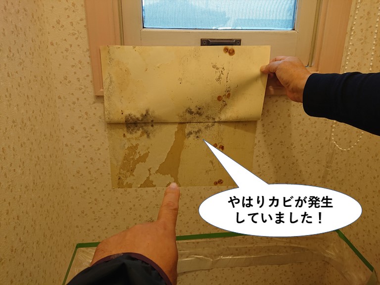 泉南市のトイレの壁にカビが発生していました