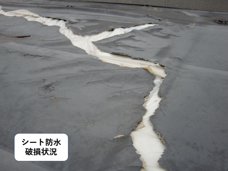 貝塚市の陸屋根のシート防水破損状況