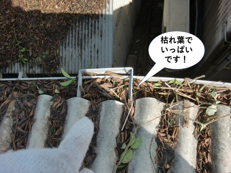 岸和田市の倉庫の雨樋が枯れ葉でいっぱいです