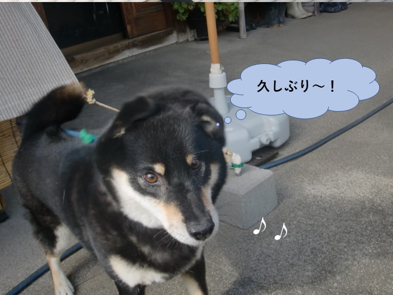 岸和田市の愛犬