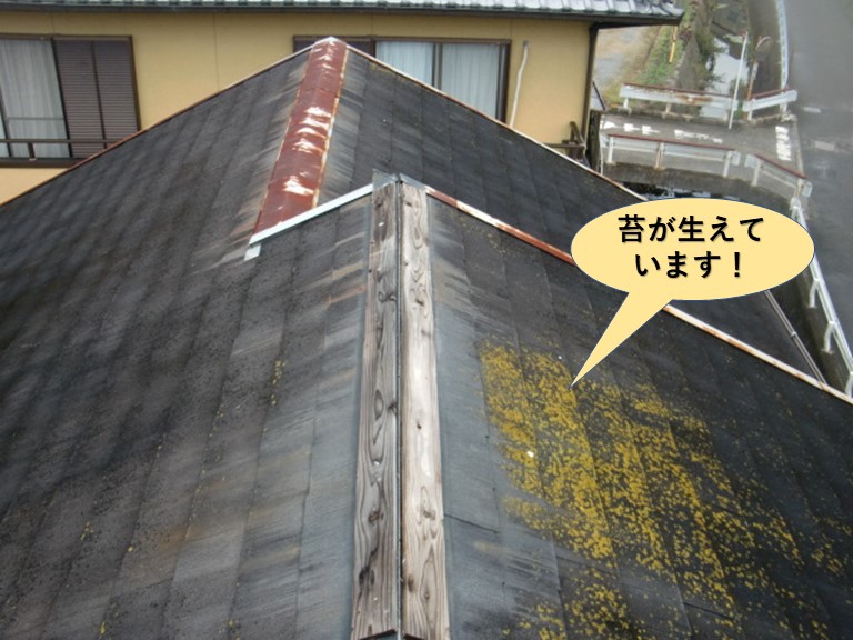 岸和田市の屋根に苔が生えています