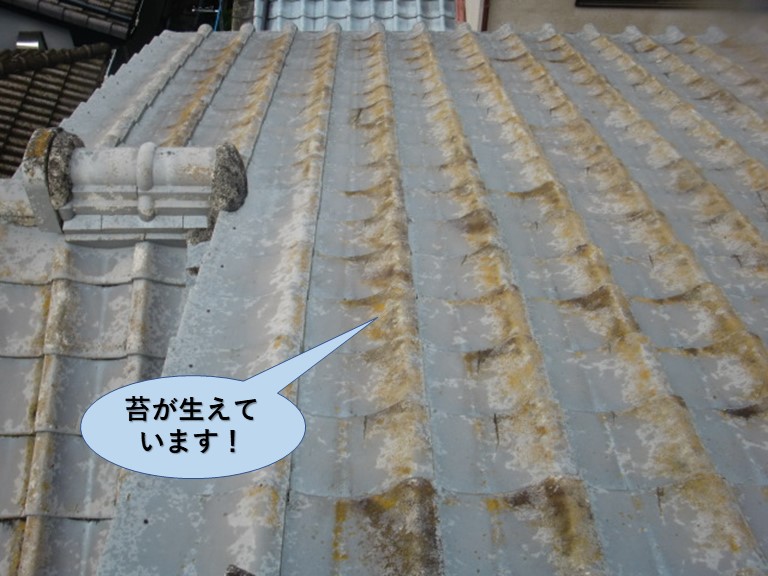 和泉市の屋根に苔が生えています
