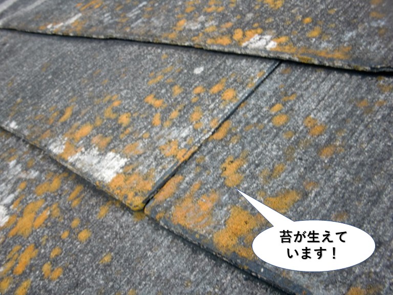 泉大津市の屋根に苔が生えています
