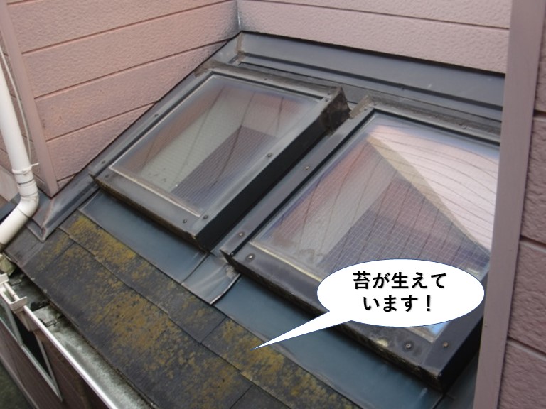 和泉市の下屋に苔が生えています