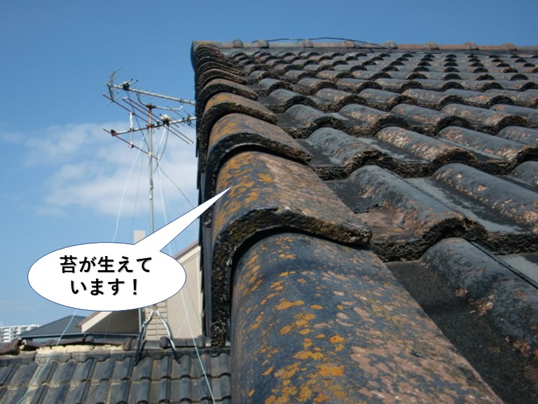 岸和田市のセメント瓦に苔が生えています