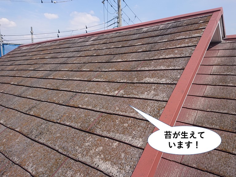 阪南市の屋根に苔が生えています