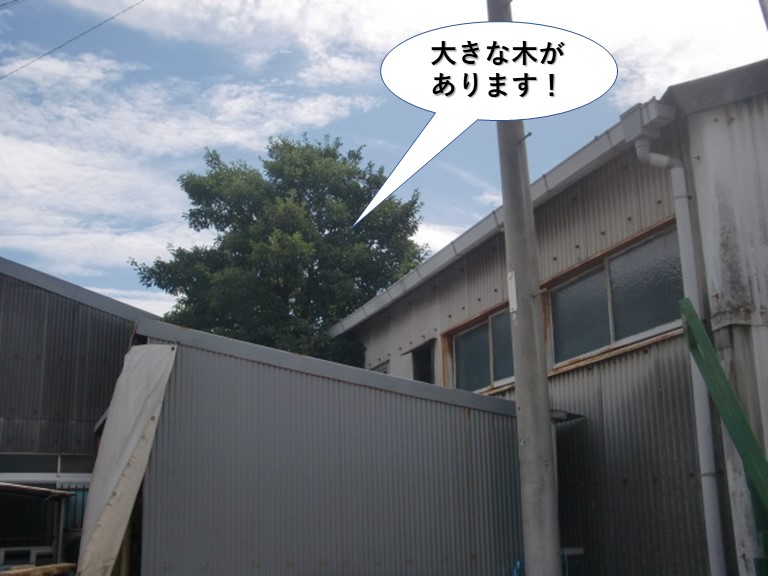 岸和田市の倉庫の横に大きな木があります
