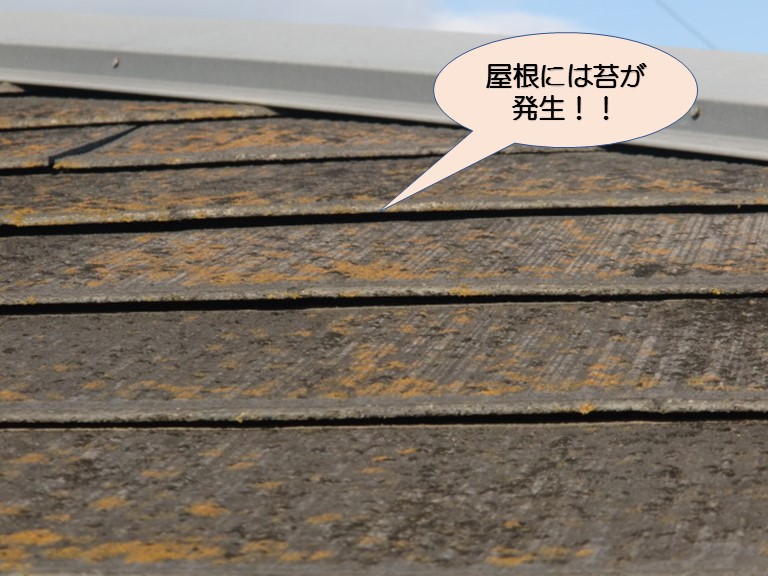 岸和田市紙屋町のスレート屋根の苔