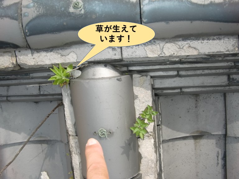 岸和田市の棟の隙間から草が生えています！