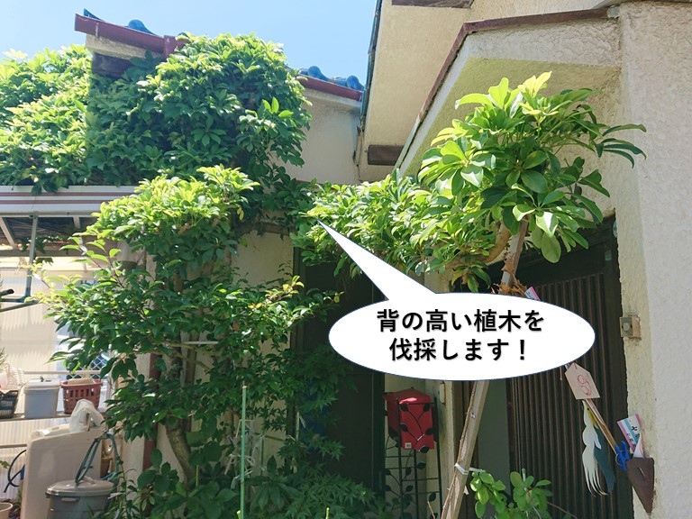 岸和田市の背の高い植木を伐採します
