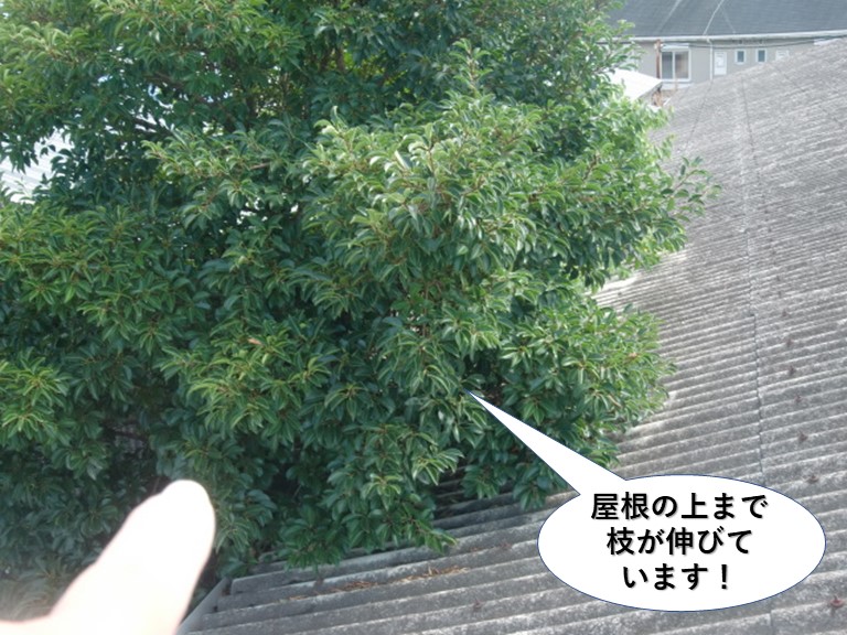 岸和田市の倉庫の屋根の上まで枝が伸びています