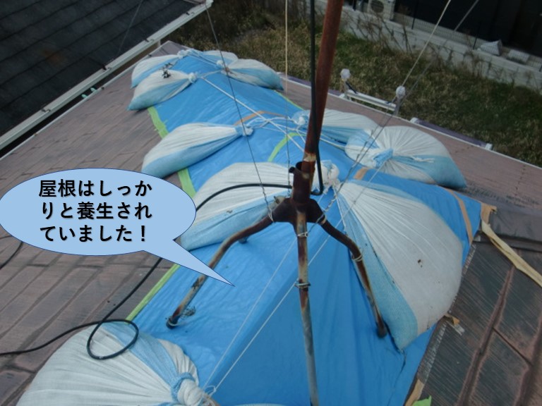 和泉市の屋根はしっかりと養生されていました