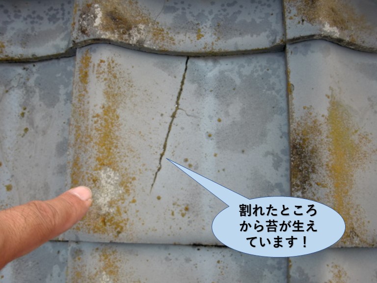 和泉市の瓦の割れたところから苔が生えています