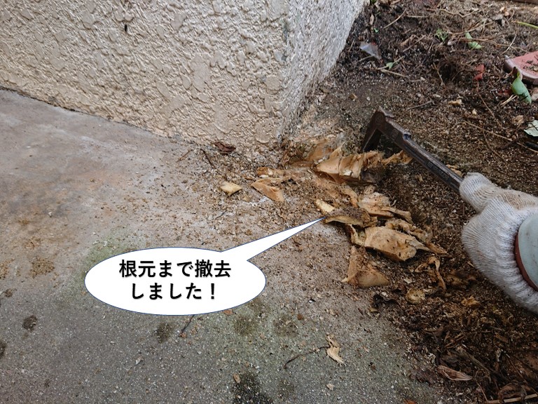 岸和田市で木の根元まで撤去しました