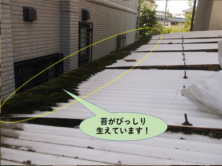 岸和田市のカーポートの屋根に苔がびっしり生えています