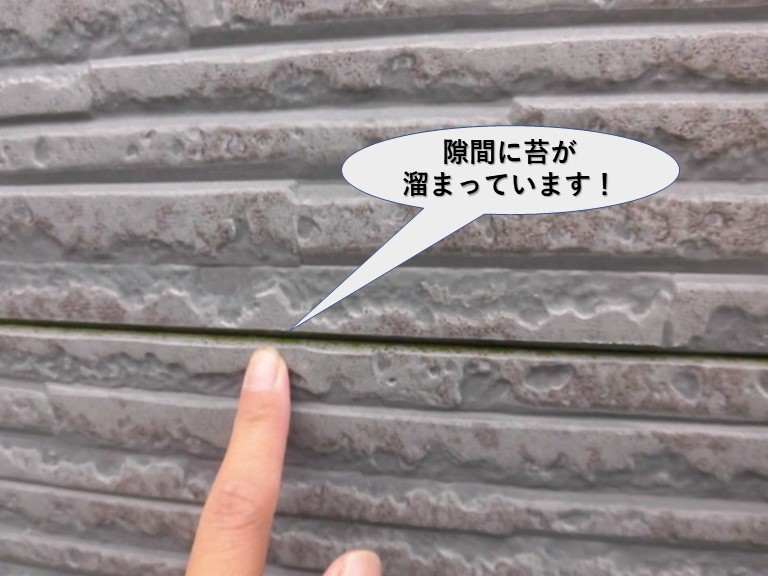 貝塚市の外壁継ぎ目の隙間に苔が溜まっています！