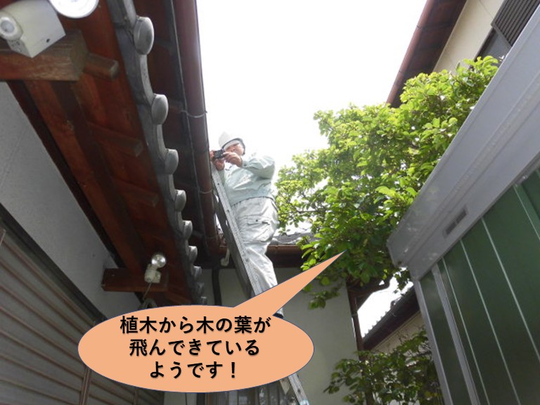 岸和田市で植木から木の葉が飛んできているようです
