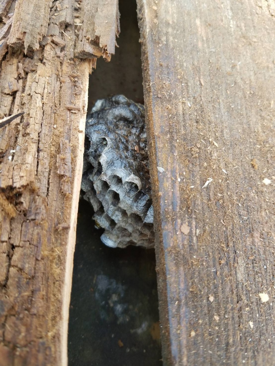 岸和田市岡山町の下屋の隙間にハチの巣
